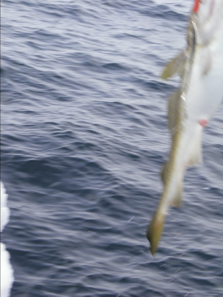 Cod Fishing41